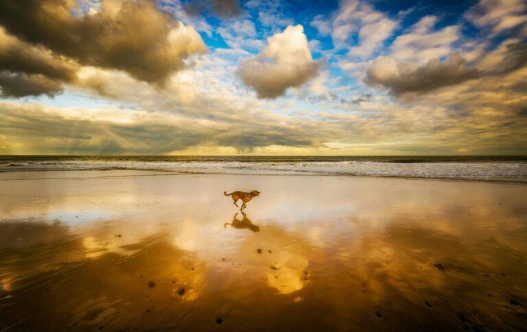 A dog running down a St. John beach at sunset in the USVI.